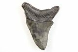 Fossil Megalodon Tooth - South Carolina #196016-1